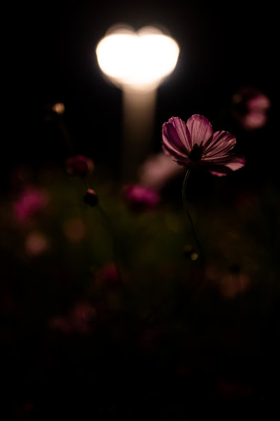 夜晚，在灯笼的照耀下，盛开的宇宙之花生机勃勃图片下载