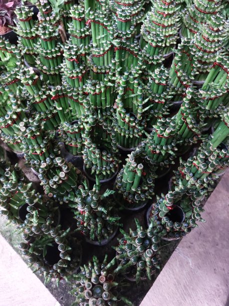 小巧的竹子有着独特的形状，带有天然的绿色。观赏植物。图片下载