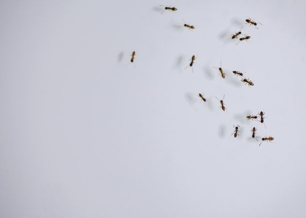 白色空间上有许多蚂蚁。图片下载