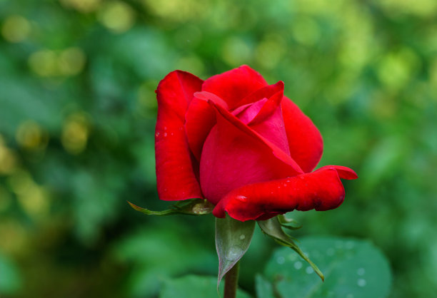 选择特写焦点美丽的大红色紫色玫瑰红星在自然阳光上的深绿色散景背景。花玫瑰景观，清新的壁纸，自然的背景概念图片下载