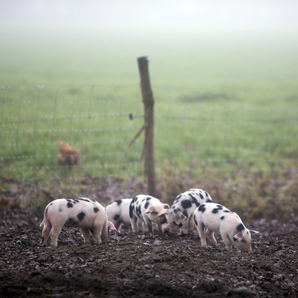 荷兰有机农场发现的小猪图片下载