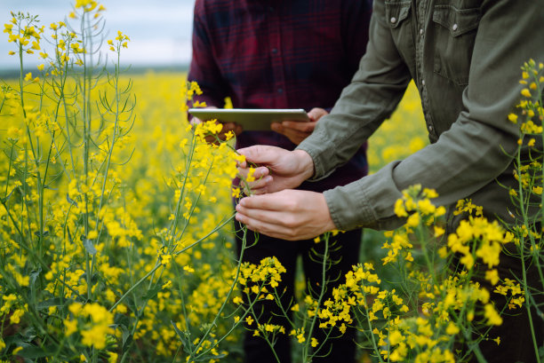 农民们戴着无菌口罩，戴着药片，在田间讨论农业问题。图片下载