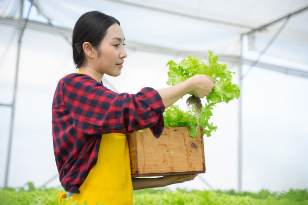 年轻的亚洲女工用水培法收割蔬菜。水培大棚农场有机新鲜收获蔬菜概念图片下载