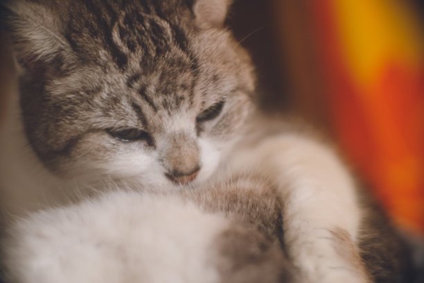 悠闲的流浪猫生活在遥远的宫古岛，冲绳，日本的照片。图片下载