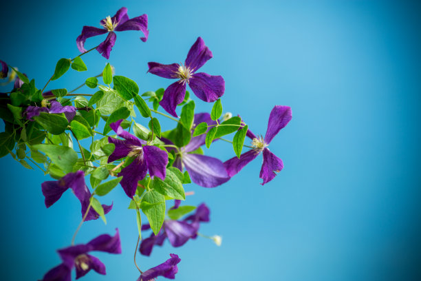 蓝色背景上美丽的盛开的铁线莲图片下载