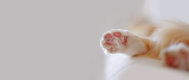 猫爪在床上模糊的背景，猫放松，复制空间图片下载