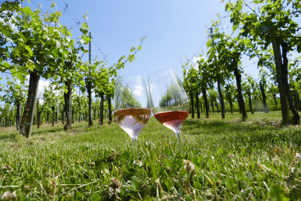 在葡萄园里喝两杯玫瑰红葡萄酒图片下载