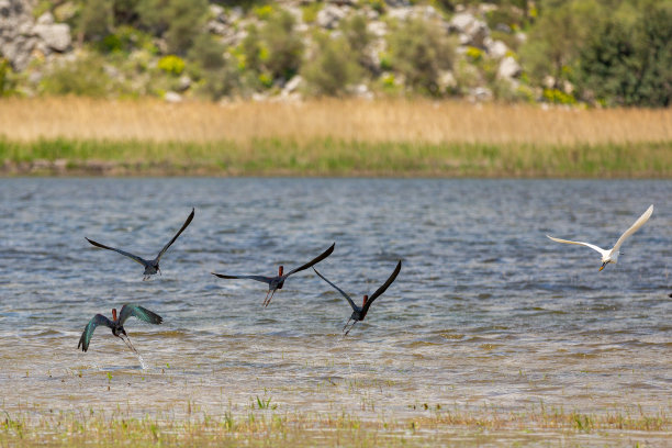 一群闪亮的朱鹭和一只白鹭从水中起飞图片下载
