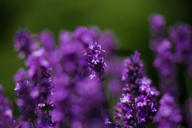 田野上盛开着芬芳的薰衣草。图片下载