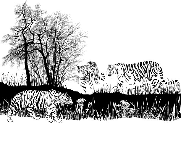 野外有三只老虎图片下载