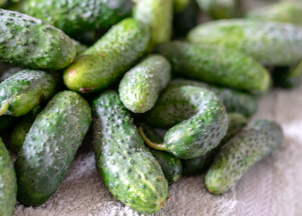 彩色照片用秋天的蔬菜放在桌子上，不同颜色、形状和种类的蔬菜准备家庭罐装，秋天收获的时候图片下载