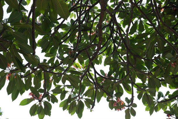 粉红色鸡蛋花长在树上图片下载