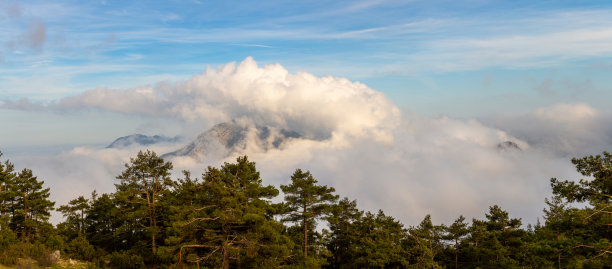 云雾缭绕的山峰和松树图片下载