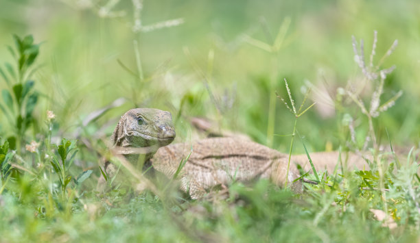 蜥蜴在草地上图片下载