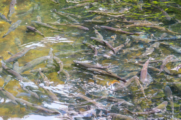 鳟鱼养殖场的人工池塘图片下载