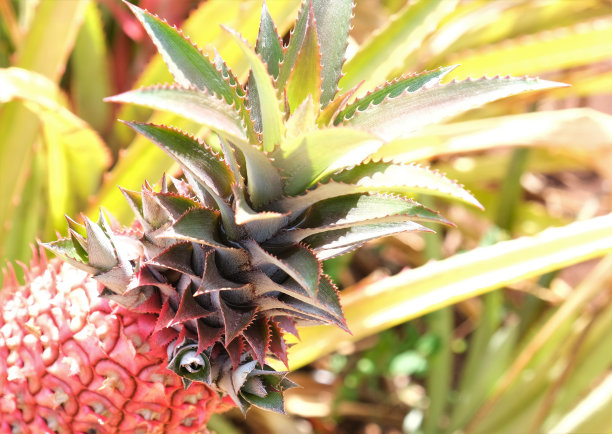 生长在夏威夷的各种菠萝图片下载