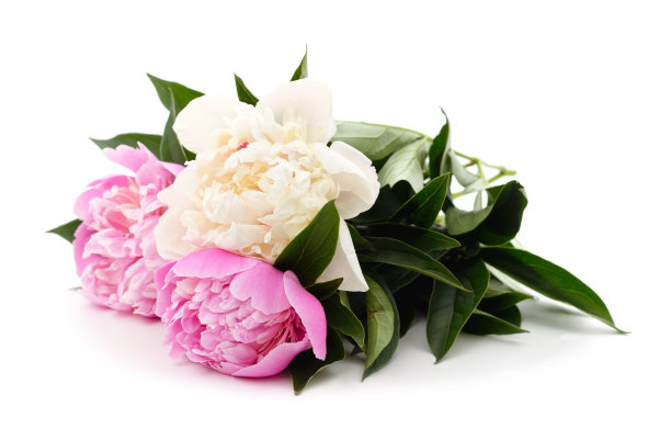 三个美丽的牡丹。图片下载