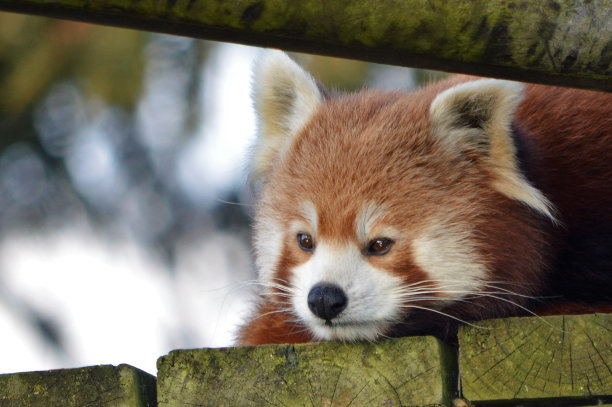 红熊猫盯着图片下载