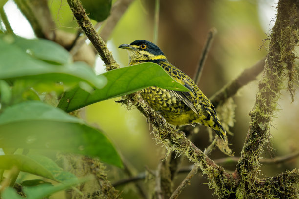 鳞片果食性- tschudii树中的黄鸟，树蛉科树蛉属，发现于玻利维亚，哥伦比亚，厄瓜多尔，秘鲁和委内瑞拉的亚热带或热带潮湿的山地森林图片下载