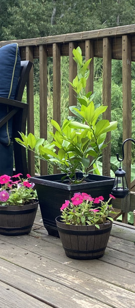 花盆里的梅耶柠檬树图片下载