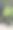 花盆里的梅耶柠檬树图片下载