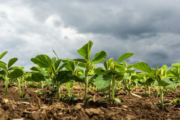 大豆植物的叶片特写在一片田地的幼嫩植物。小苗:农业作物的小苗有选择性的重点图片下载