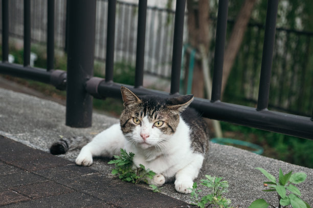 一张躺着的可爱猫咪的照片图片下载