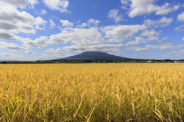 收割前的磐城山和稻田图片下载