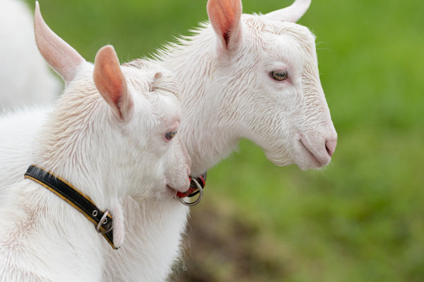 两只山羊图片下载