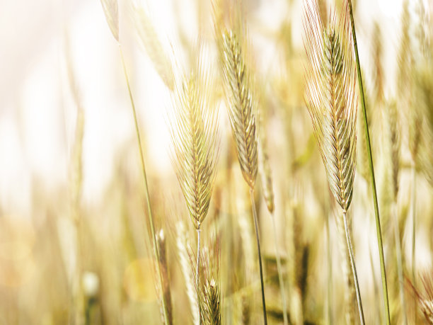 特写的小麦穗。收获的概念,饥饿。有选择性的重点图片下载