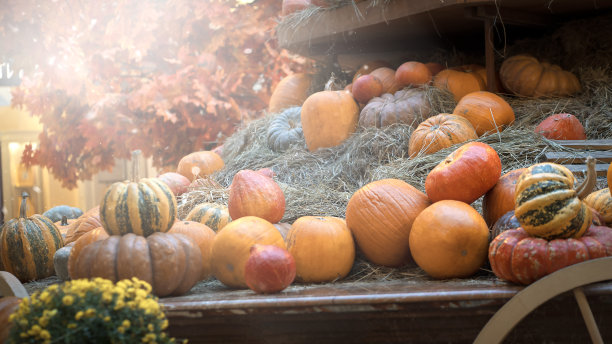 南瓜装饰图片下载