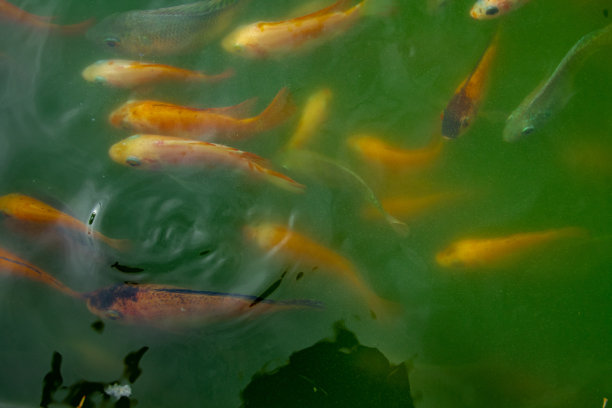 锦鲤鱼图片下载