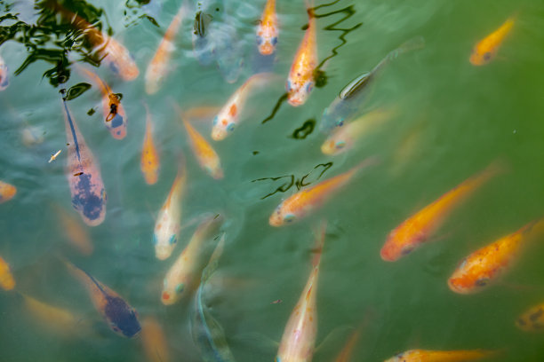 锦鲤鱼图片下载