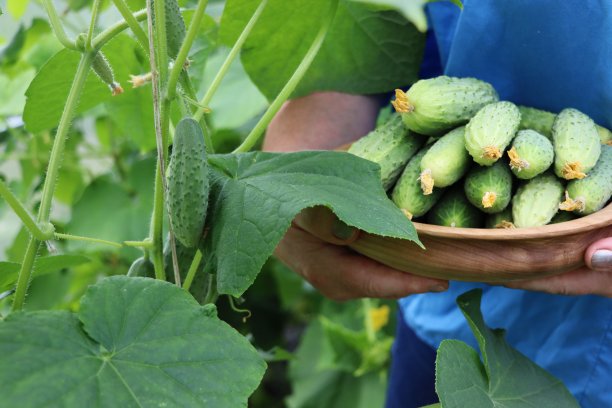 拿着新鲜黄瓜的农妇。在温室里收获黄瓜的妇女图片下载