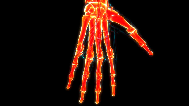 人体骨骼系统手掌骨关节解剖学图片下载