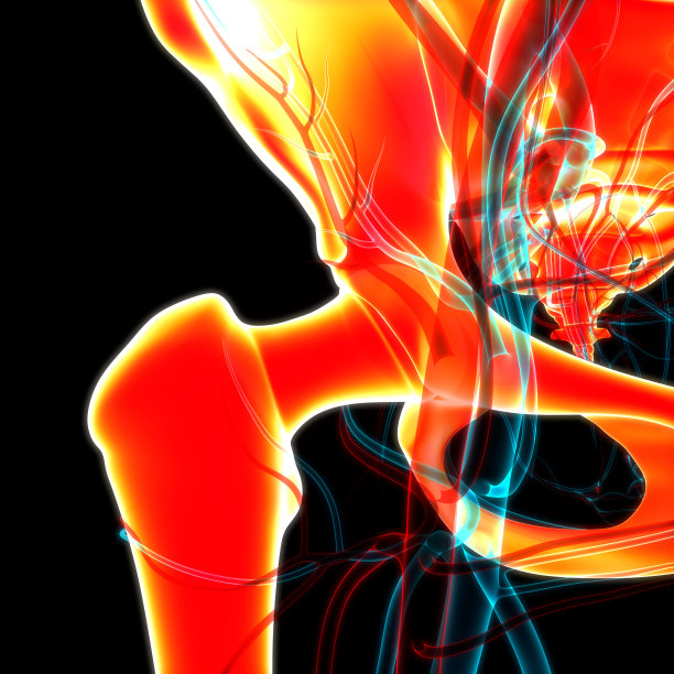 人体骨骼系统髋关节关节解剖学图片下载