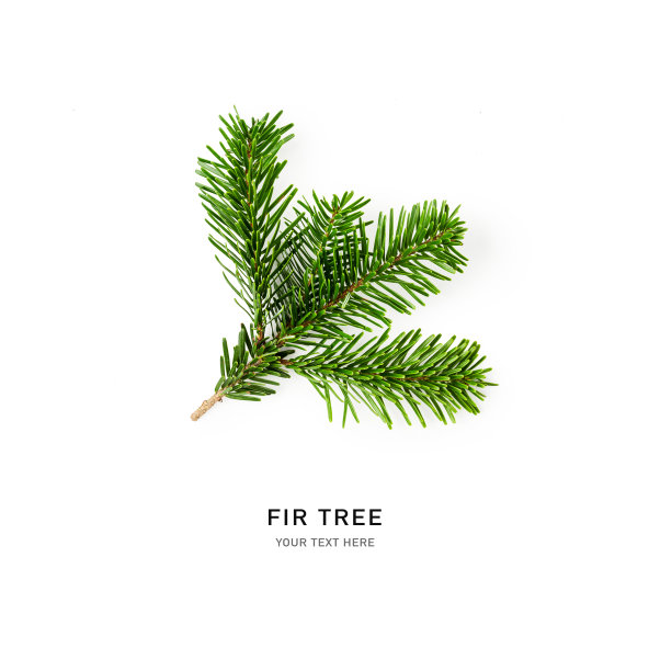 白色背景上的冷杉树枝图片下载