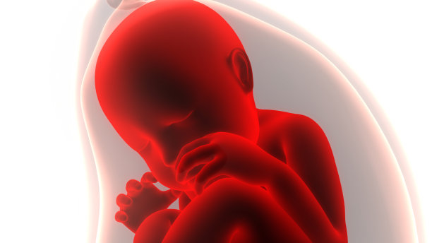 子宫解剖中的人类胎儿图片下载