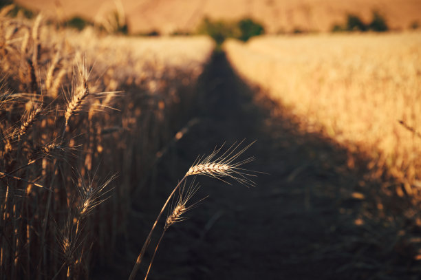 金色的麦田在橙色的夕阳下。照片为收获，食品工业，面包师和农民。黄色田野里一穗小麦的特写。图片下载
