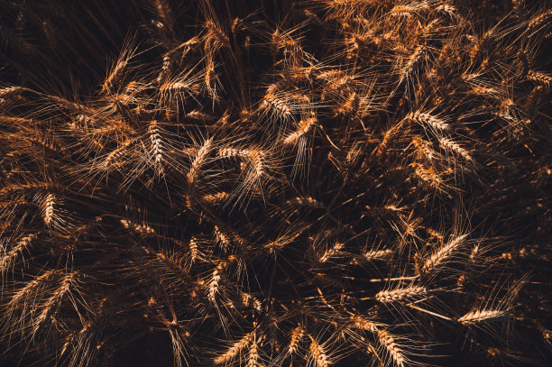 金色的麦田在橙色的夕阳下。照片为收获，食品工业，面包师和农民。黄色田野里一穗小麦的特写。图片下载