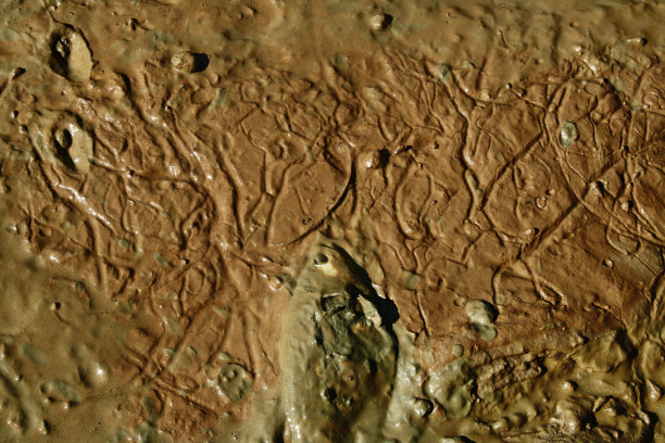 鱼在沼泽图片下载