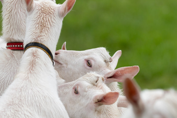 好朋友山羊图片下载