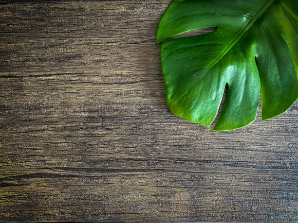 Monstera留在木制背景上图片下载