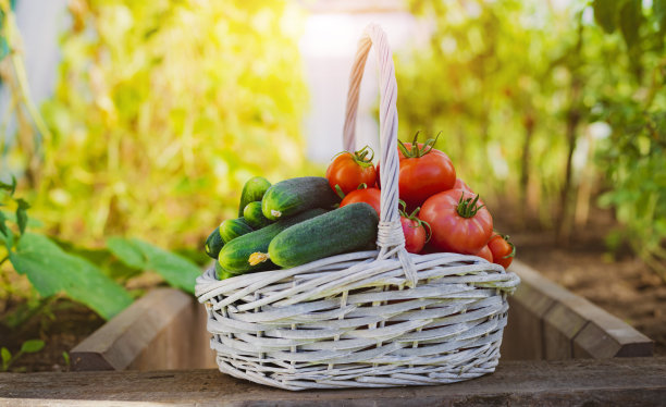 成熟的西红柿放在温室和花园背景的篮子里。图片下载