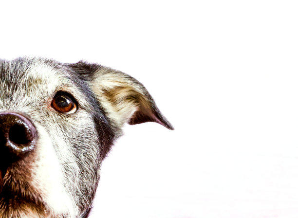 半狗肖像图片下载