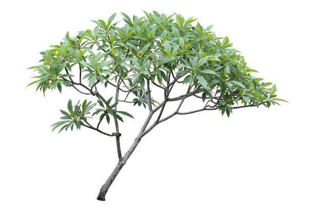 槐树在白色背景上分离出剪切路径图片下载