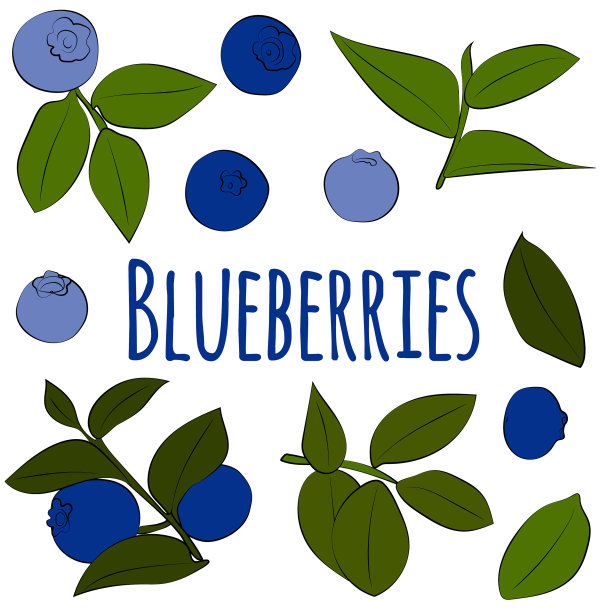 蓝莓叶片图形设置图片下载