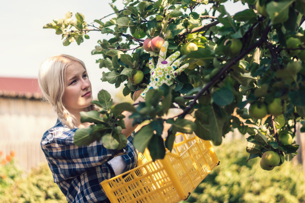 一个夏天，穿着格子衬衫的金发少女在一个黄色的盒子里从树上摘苹果。夏收概念。图片下载
