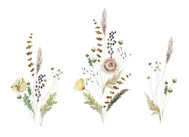 水彩花卉插图图片下载