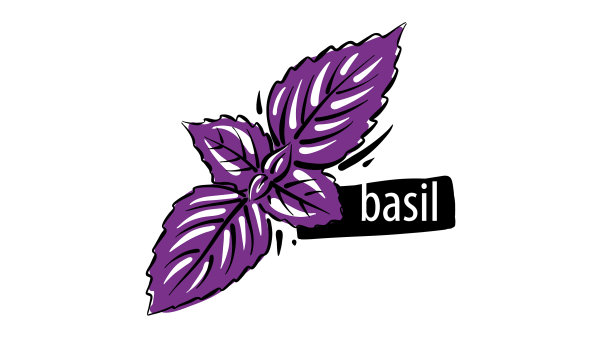 画的罗勒孤立在白色背景上图片下载